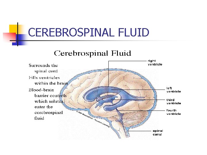 CEREBROSPINAL FLUID 