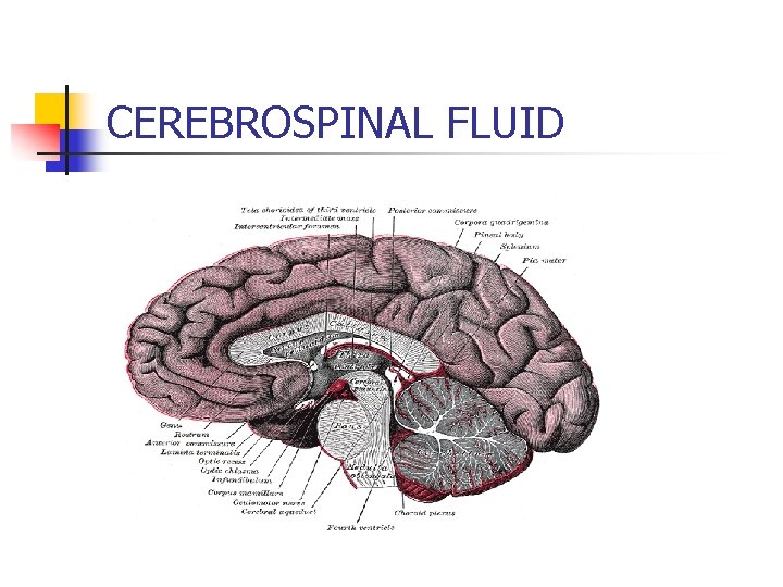 CEREBROSPINAL FLUID 