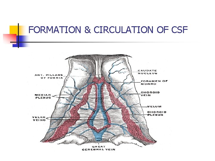 FORMATION & CIRCULATION OF CSF 