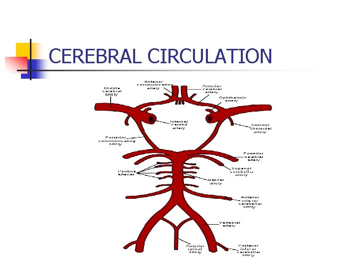 CEREBRAL CIRCULATION 