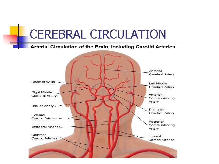 CEREBRAL CIRCULATION 