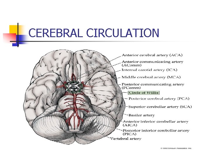 CEREBRAL CIRCULATION 