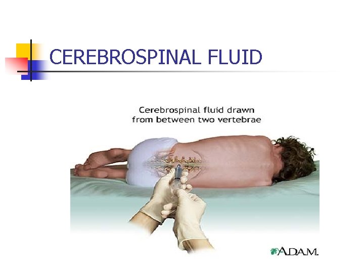 CEREBROSPINAL FLUID 