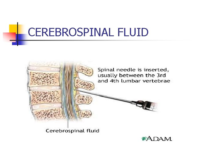 CEREBROSPINAL FLUID 