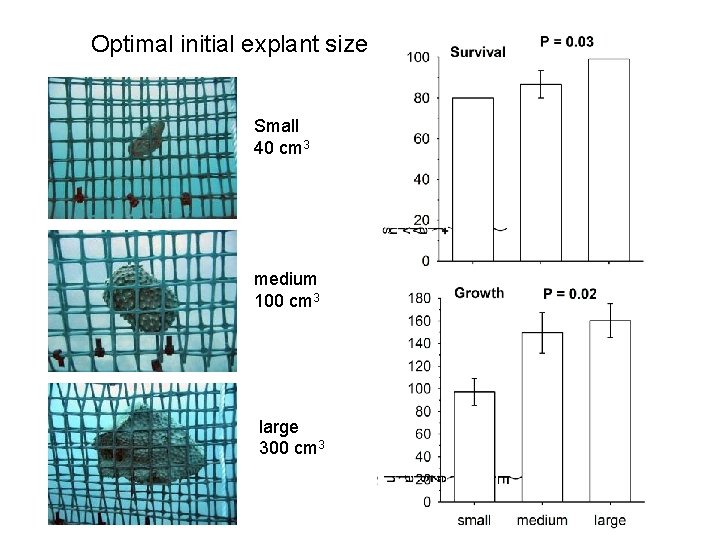 Optimal initial explant size Small 40 cm 3 medium 100 cm 3 large 300