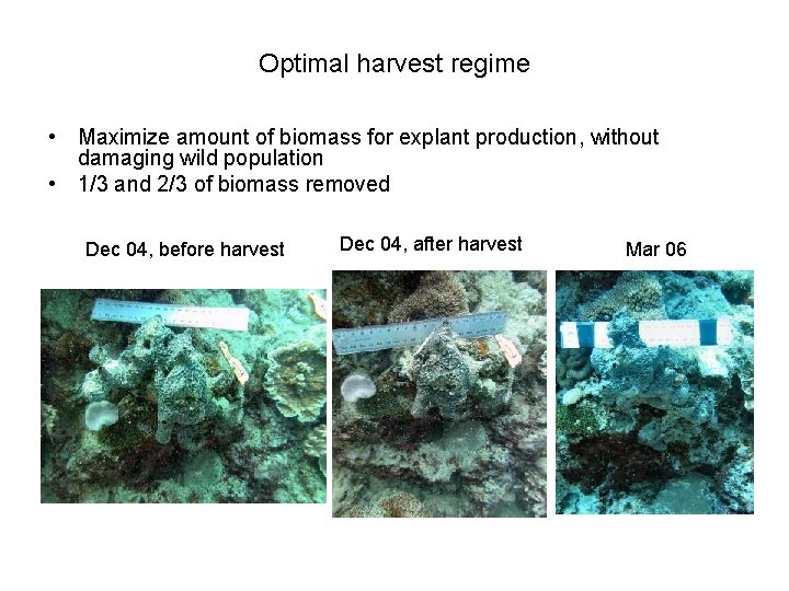 Optimal harvest regime • Maximize amount of biomass for explant production, without damaging wild