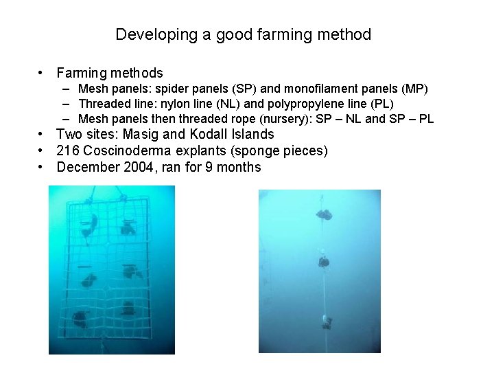 Developing a good farming method • Farming methods – Mesh panels: spider panels (SP)
