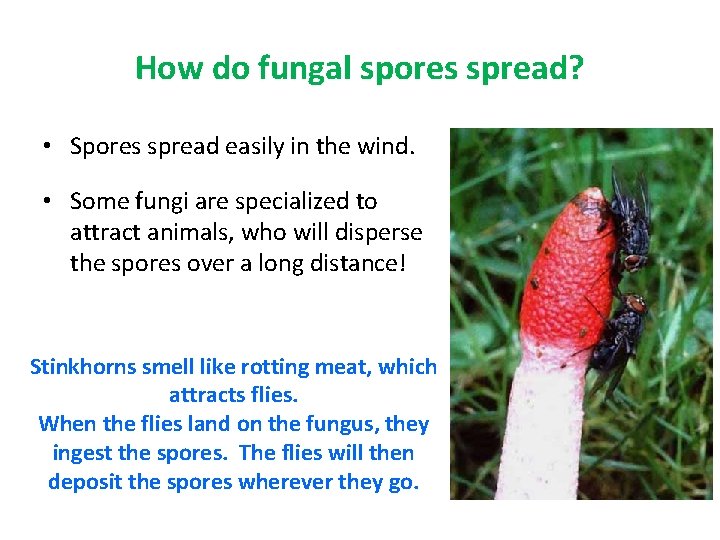 How do fungal spores spread? • Spores spread easily in the wind. • Some
