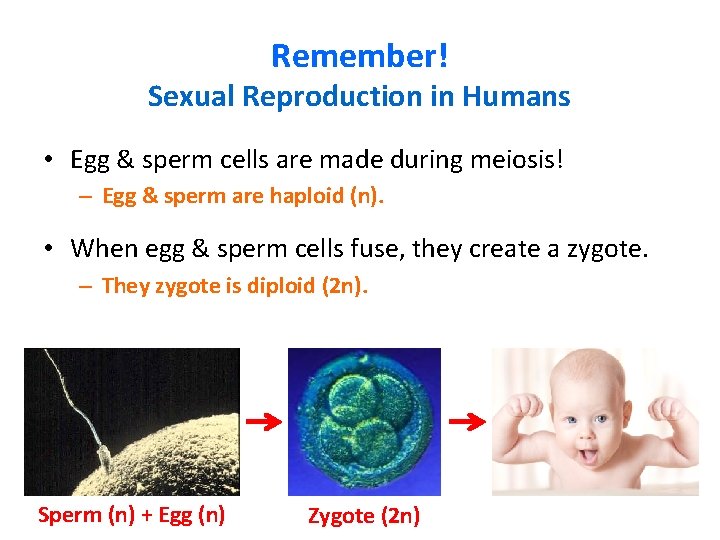 Remember! Sexual Reproduction in Humans • Egg & sperm cells are made during meiosis!