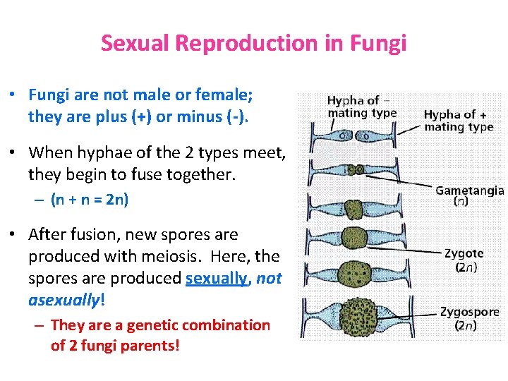 Sexual Reproduction in Fungi • Fungi are not male or female; they are plus