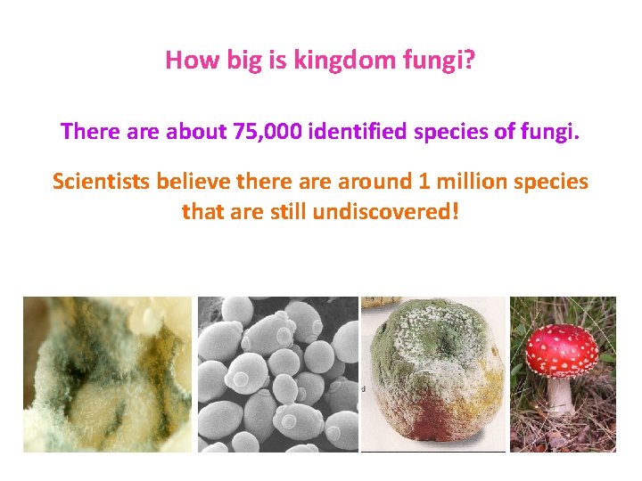 How big is kingdom fungi? There about 75, 000 identified species of fungi. Scientists