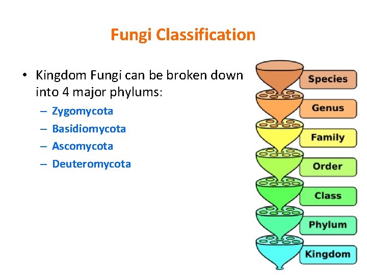 Fungi Classification • Kingdom Fungi can be broken down into 4 major phylums: –