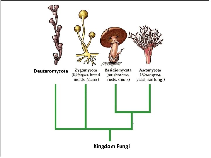 Deuteromycota Kingdom Fungi 