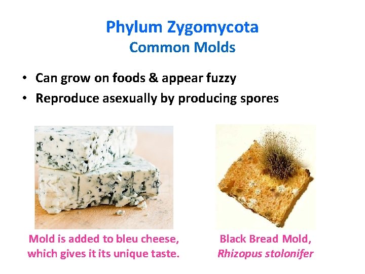 Phylum Zygomycota Common Molds • Can grow on foods & appear fuzzy • Reproduce