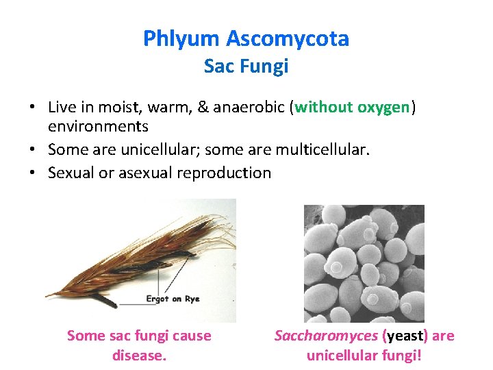 Phlyum Ascomycota Sac Fungi • Live in moist, warm, & anaerobic (without oxygen) environments