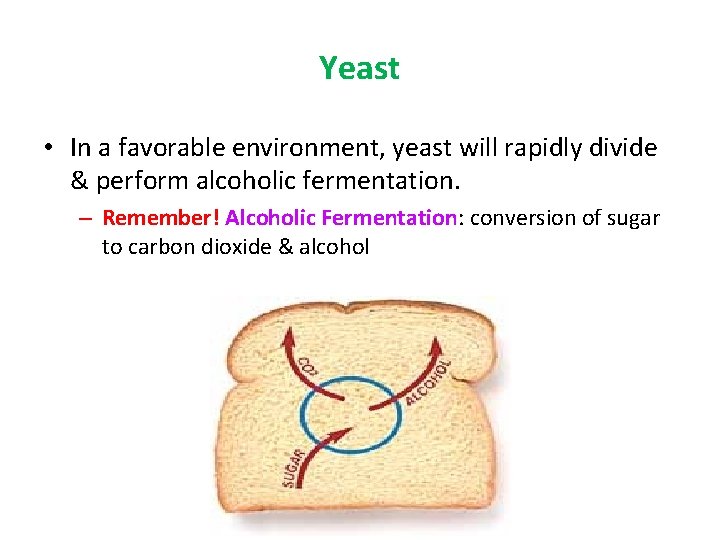 Yeast • In a favorable environment, yeast will rapidly divide & perform alcoholic fermentation.