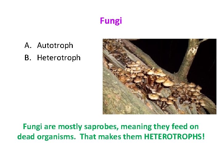 Fungi A. Autotroph B. Heterotroph Fungi are mostly saprobes, meaning they feed on dead