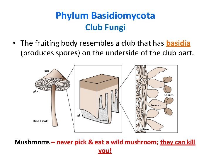 Phylum Basidiomycota Club Fungi • The fruiting body resembles a club that has basidia