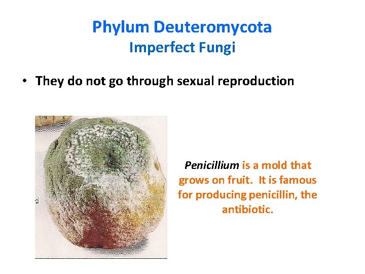 Phylum Deuteromycota Imperfect Fungi • They do not go through sexual reproduction Penicillium is