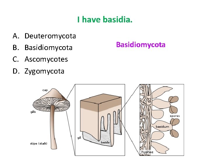 I have basidia. A. B. C. D. Deuteromycota Basidiomycota Ascomycotes Zygomycota Basidiomycota 