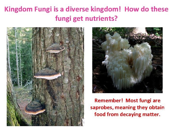 Kingdom Fungi is a diverse kingdom! How do these fungi get nutrients? Remember! Most