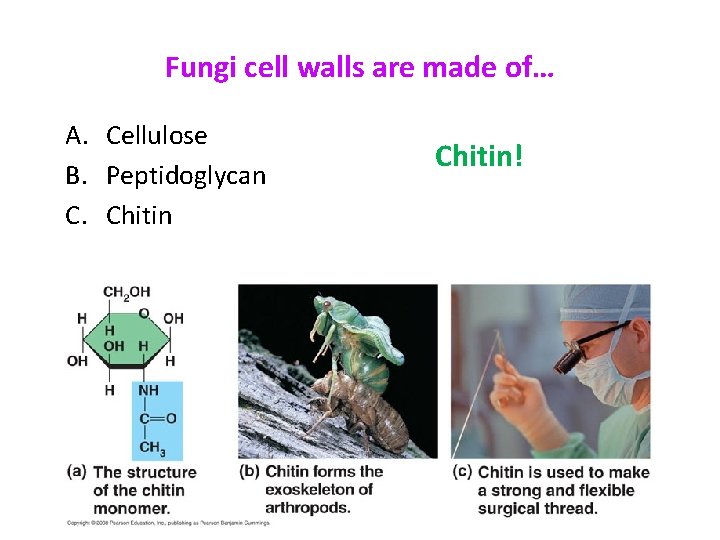 Fungi cell walls are made of… A. Cellulose B. Peptidoglycan C. Chitin! 