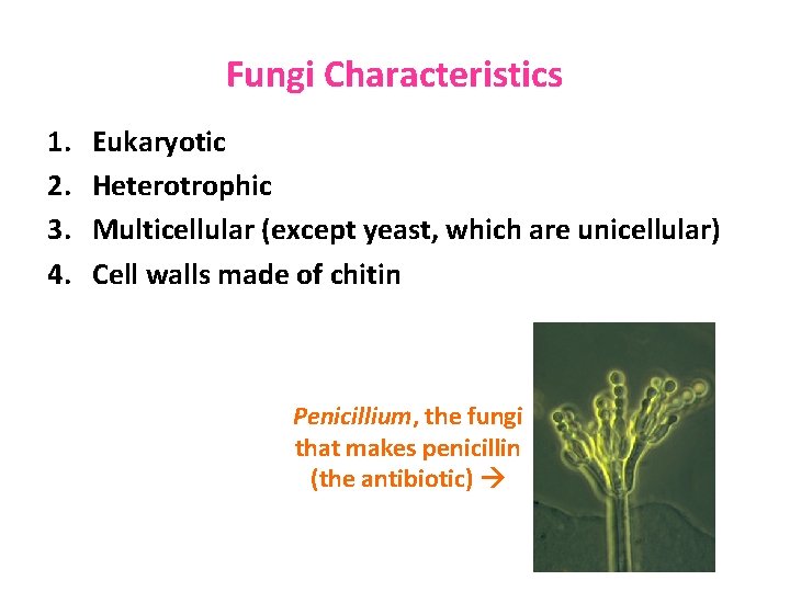 Fungi Characteristics 1. 2. 3. 4. Eukaryotic Heterotrophic Multicellular (except yeast, which are unicellular)