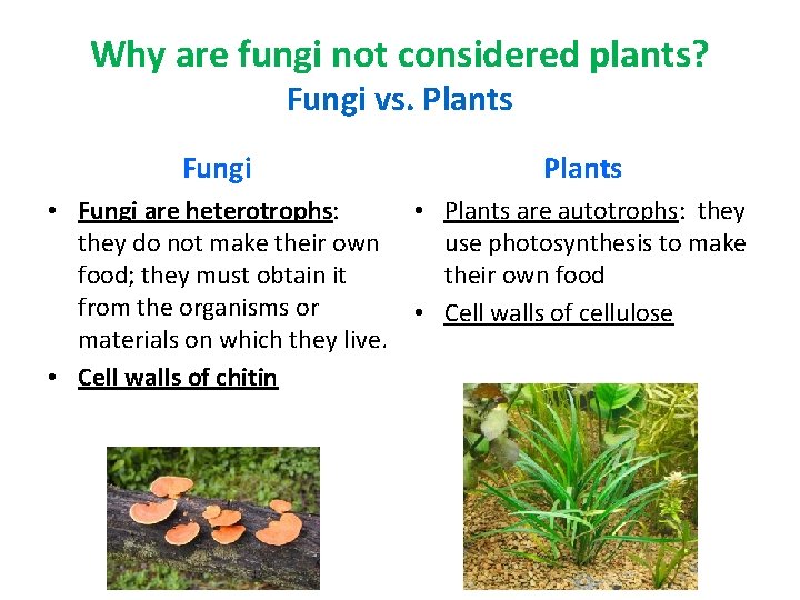 Why are fungi not considered plants? Fungi vs. Plants Fungi Plants • Fungi are