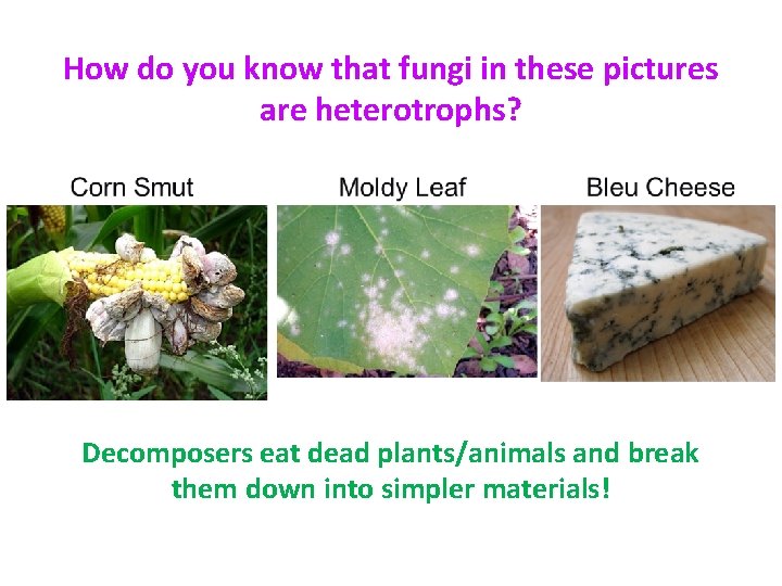 How do you know that fungi in these pictures are heterotrophs? Decomposers eat dead