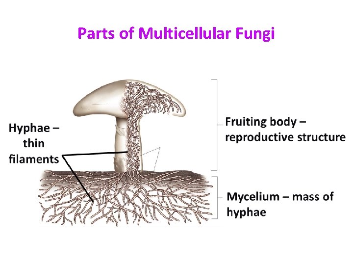 Parts of Multicellular Fungi 