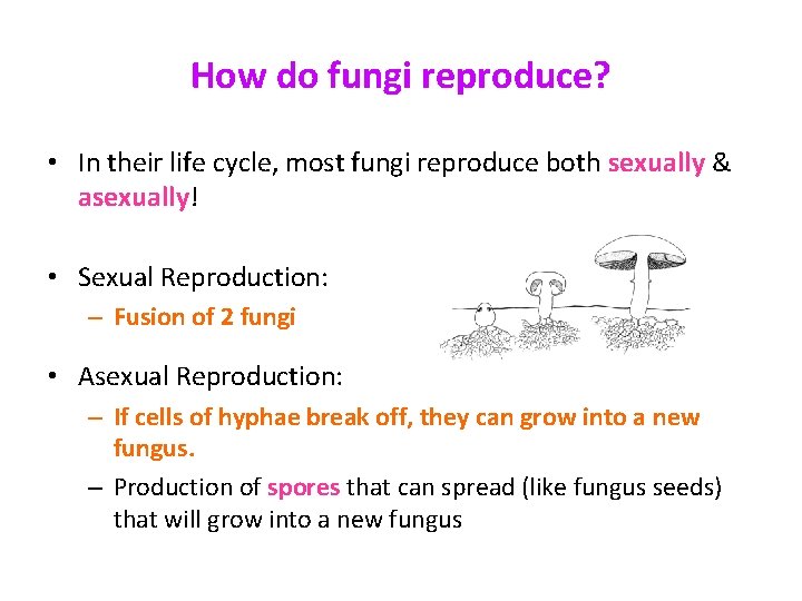 How do fungi reproduce? • In their life cycle, most fungi reproduce both sexually