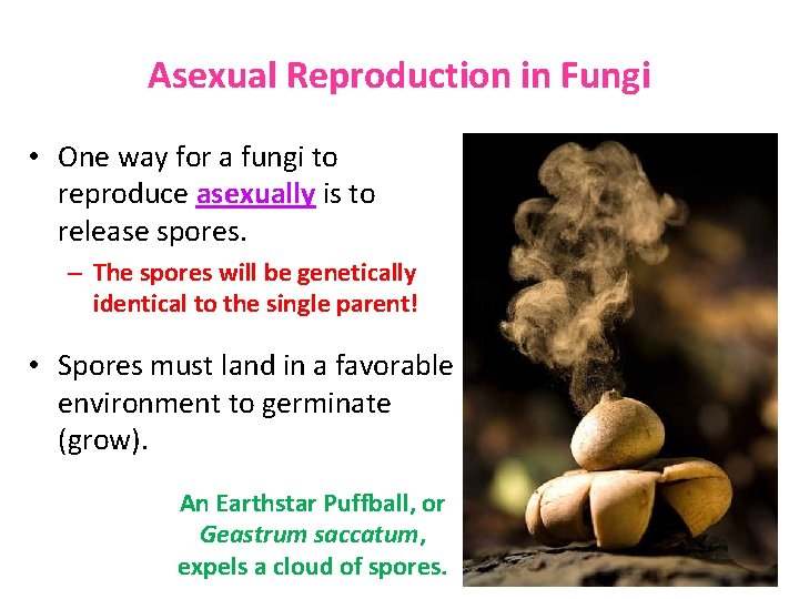 Asexual Reproduction in Fungi • One way for a fungi to reproduce asexually is