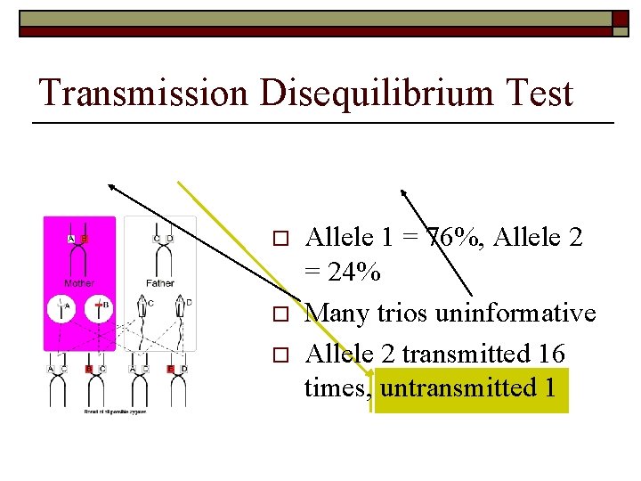 Transmission Disequilibrium Test o o o Allele 1 = 76%, Allele 2 = 24%