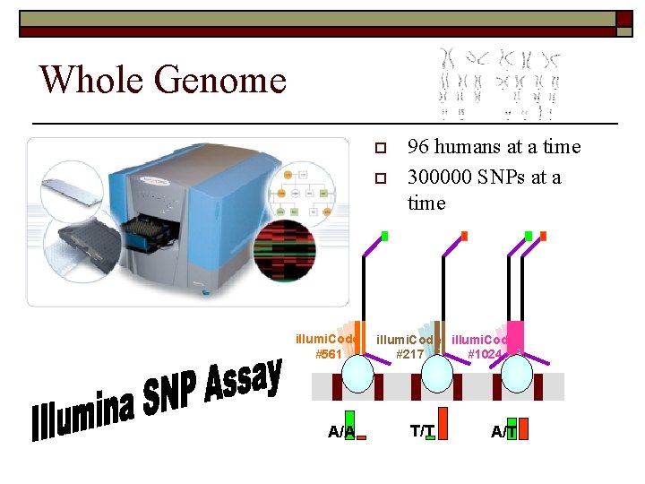 Whole Genome o A/A illumi. Code #217 #1024 //// illumi. Code #561 96 humans