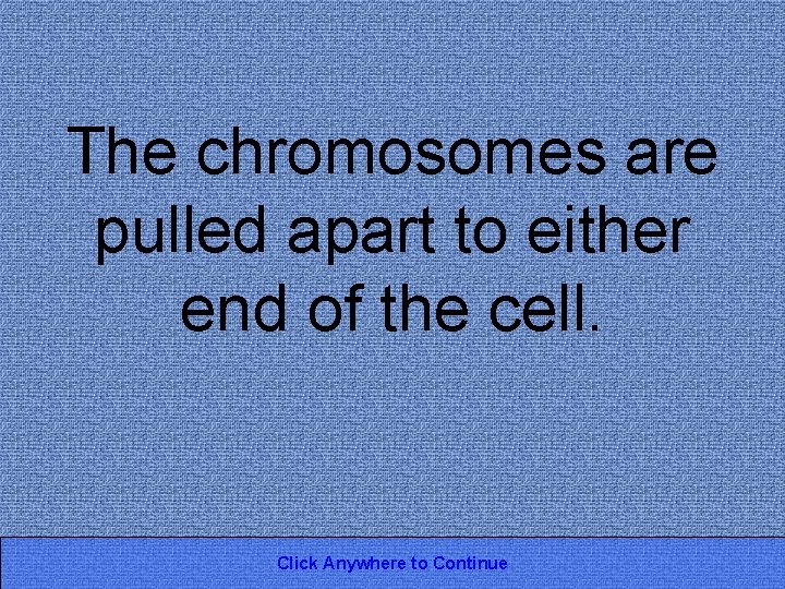 The chromosomes are pulled apart to either end of the cell. Click Anywhere to