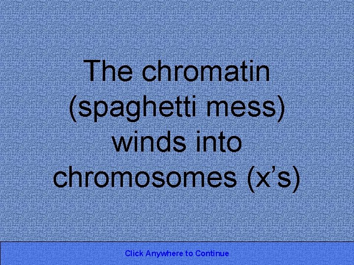 The chromatin (spaghetti mess) winds into chromosomes (x’s) Click Anywhere to Continue 