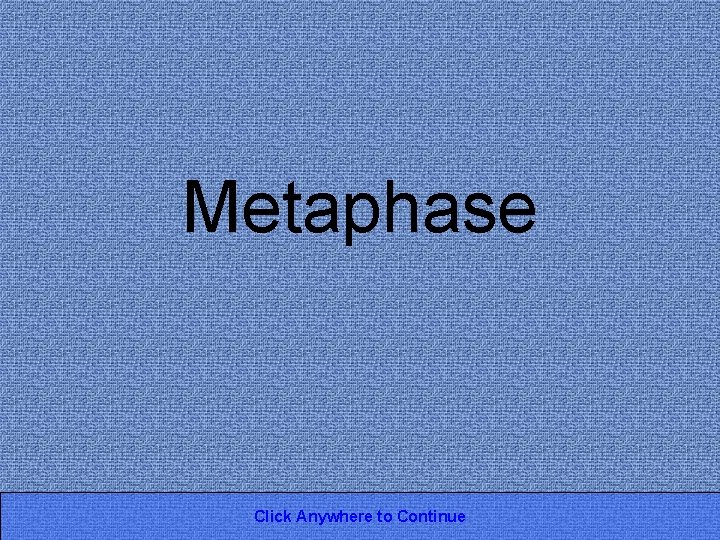 Metaphase Click Anywhere to Continue 