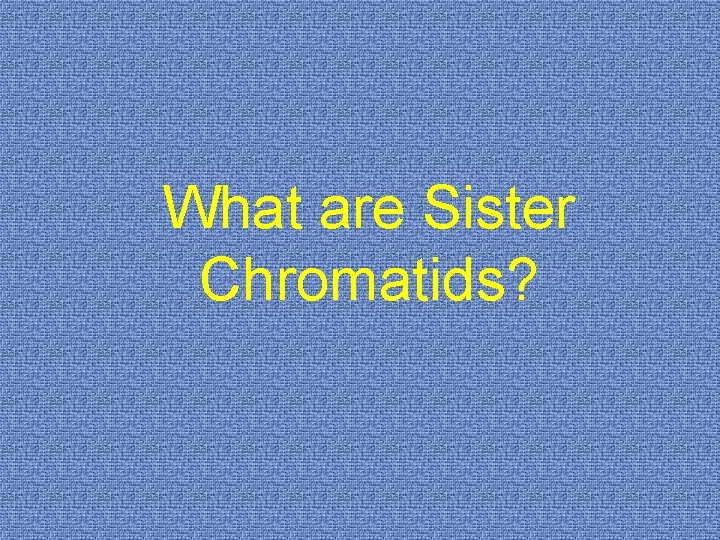What are Sister Chromatids? 