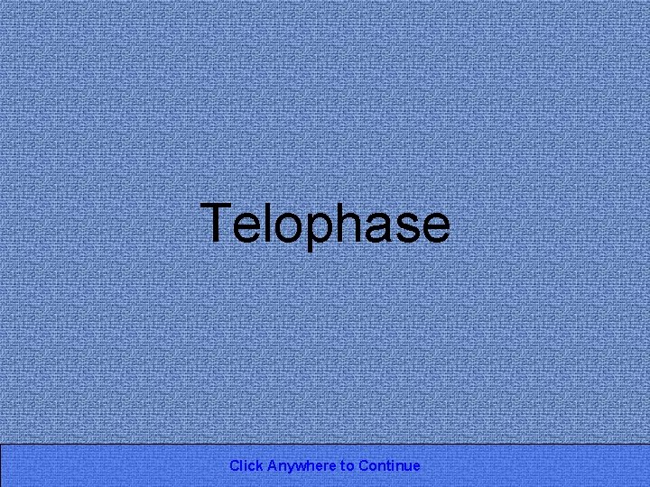 Telophase Click Anywhere to Continue 
