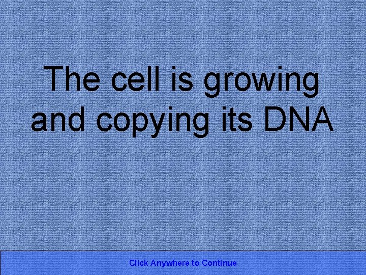 The cell is growing and copying its DNA Click Anywhere to Continue 