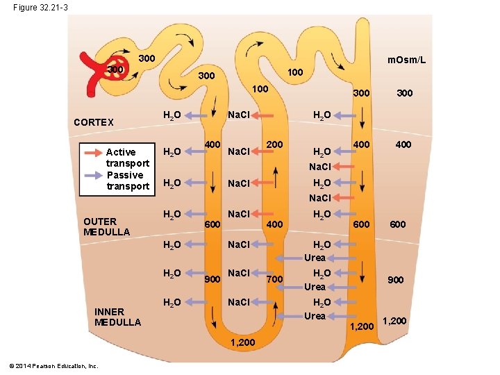 Figure 32. 21 -3 300 m. Osm/L 300 100 CORTEX Active transport Passive transport