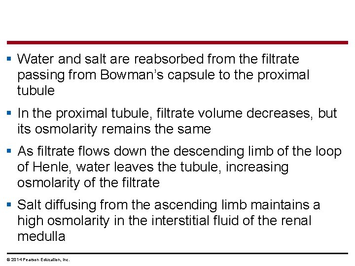 § Water and salt are reabsorbed from the filtrate passing from Bowman’s capsule to