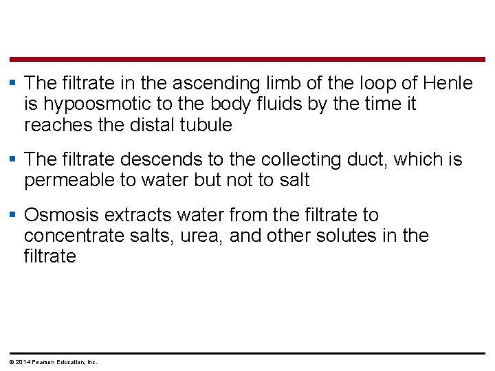 § The filtrate in the ascending limb of the loop of Henle is hypoosmotic