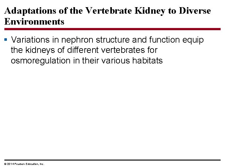 Adaptations of the Vertebrate Kidney to Diverse Environments § Variations in nephron structure and