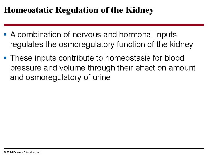 Homeostatic Regulation of the Kidney § A combination of nervous and hormonal inputs regulates