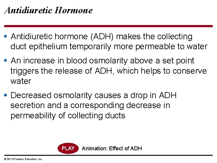 Antidiuretic Hormone § Antidiuretic hormone (ADH) makes the collecting duct epithelium temporarily more permeable