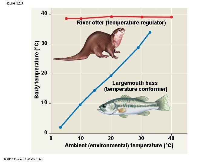 Figure 32. 3 40 Body temperature ( C) River otter (temperature regulator) 30 20