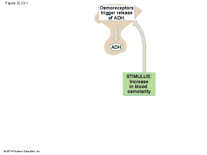 Figure 32. 23 -1 Osmoreceptors trigger release of ADH STIMULUS: Increase in blood osmolarity