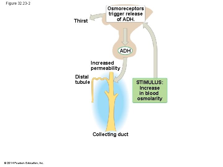 Figure 32. 23 -2 Thirst Osmoreceptors trigger release of ADH Increased permeability Distal tubule