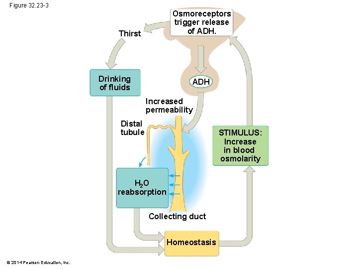 Figure 32. 23 -3 Osmoreceptors trigger release of ADH. Thirst Drinking of fluids ADH